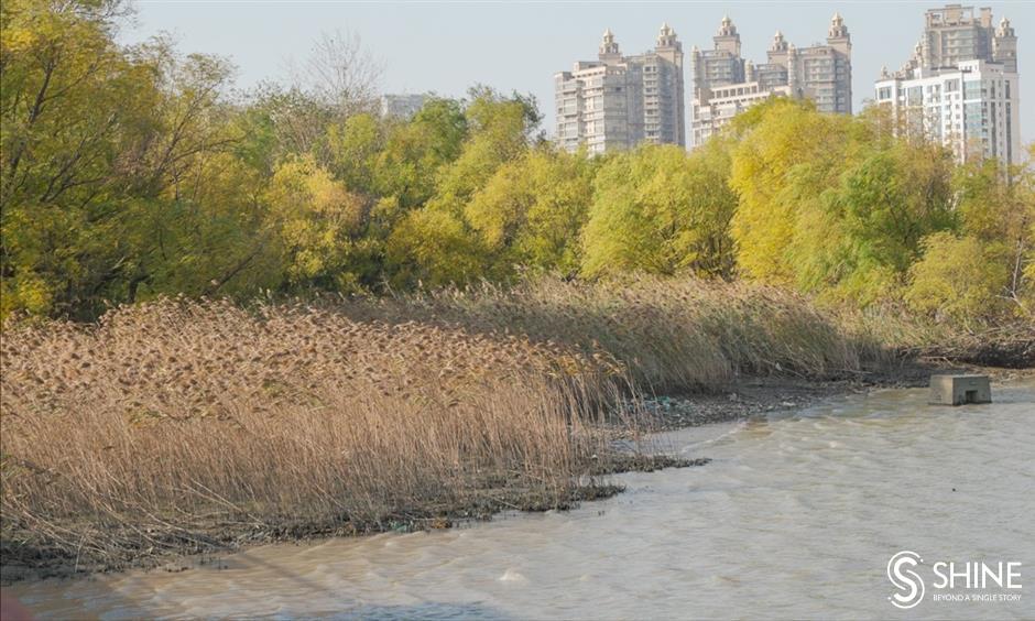 wild shanghai ep7: houtan wetland – a natural habitat for wildlife in downtown shanghai